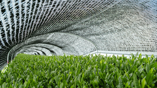 Japanese tea field — production region