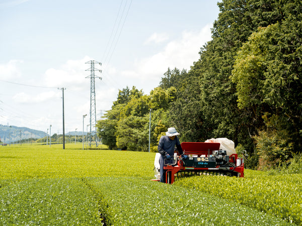 Tea farmers at Shizuoka Kakegawa harvest – YAMA FUKU MATCHA Autumn Harvest 2025