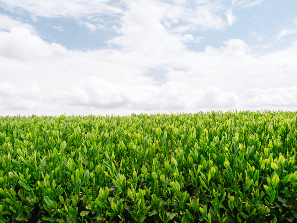 Kagoshima organic matcha — first flush spring leaves