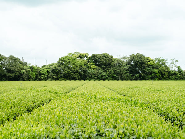 Kagoshima organic matcha — spring tea field rows
