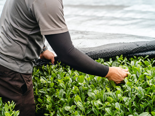 Kagoshima matcha — harvesting tea leaves under shade