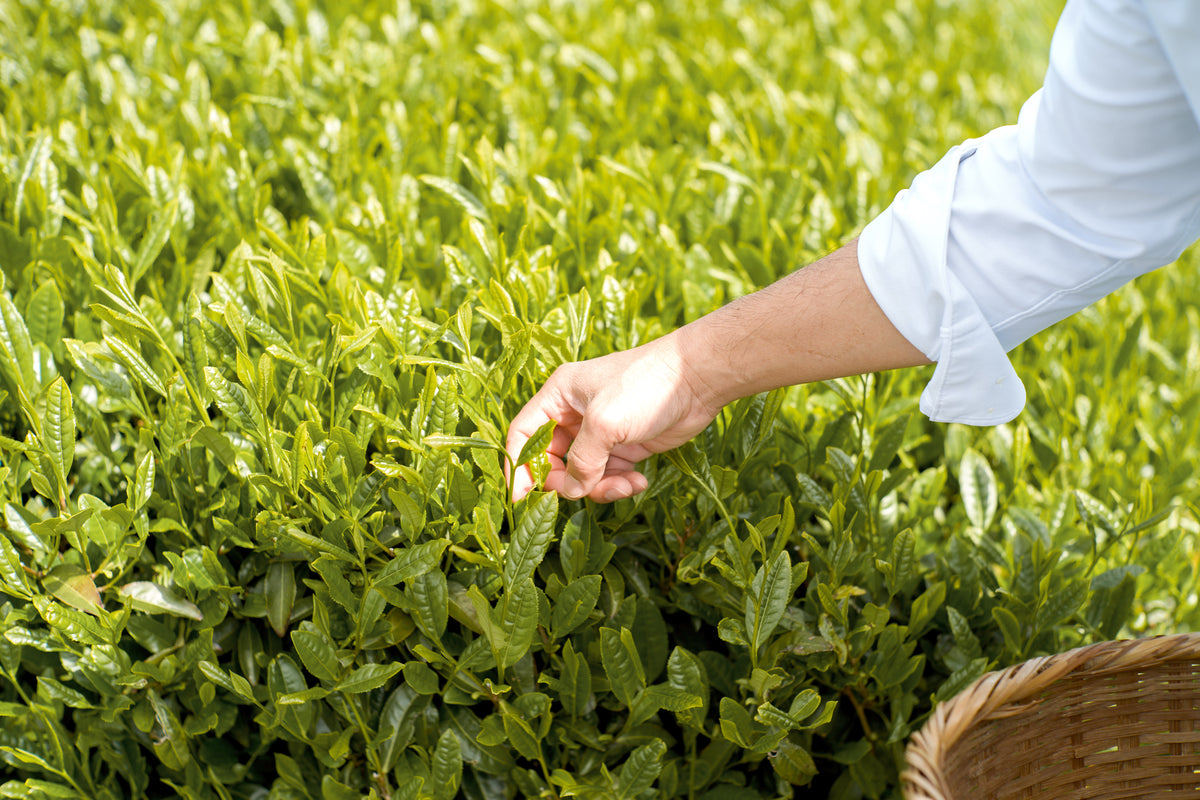 Hand-picking fresh tea leaves with a bamboo basket in Shizuoka Kakegawa tea field – YAMA FUKU MATCHA Autumn Harvest 2025