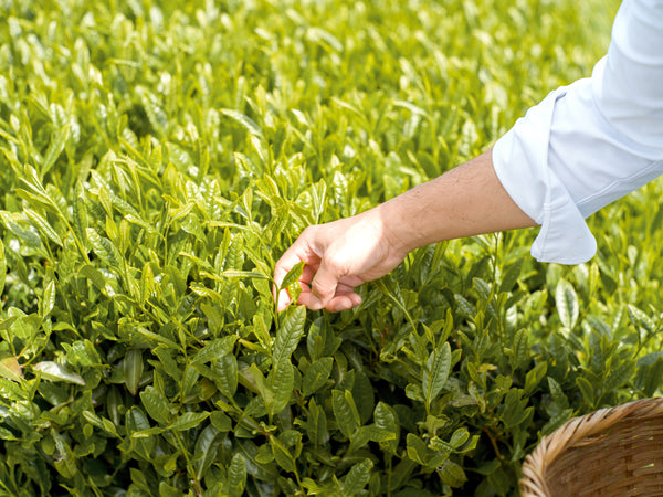 Hand-picking fresh tea leaves with a bamboo basket in Shizuoka Kakegawa tea field – YAMA FUKU MATCHA Autumn Harvest 2025