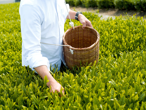 Freshly harvested tea leaves in a bamboo basket – YAMA FUKU MATCHA Shizuoka Kakegawa