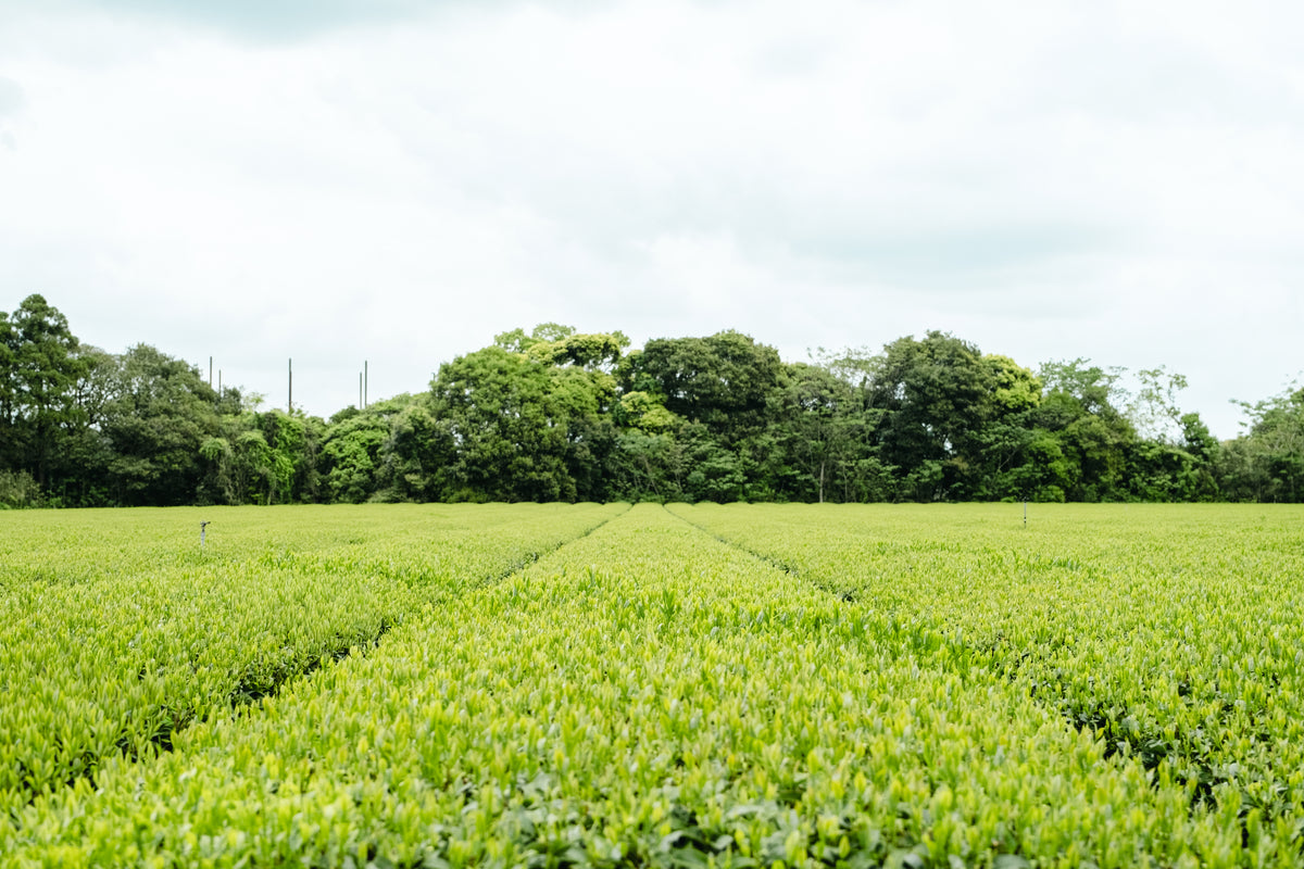 Kagoshima organic matcha — spring tea field rows