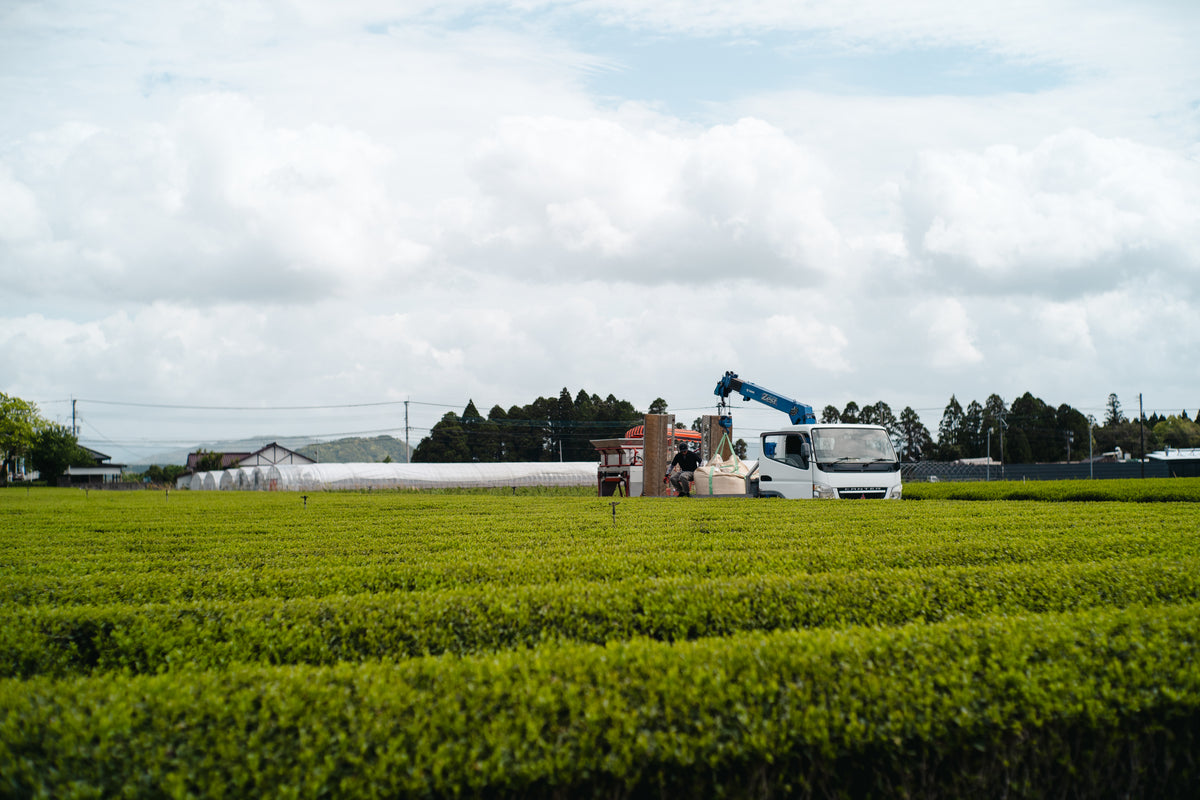 Kagoshima matcha tea field — Autumn Harvest 2025