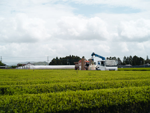 Kagoshima matcha tea field — Autumn Harvest 2025