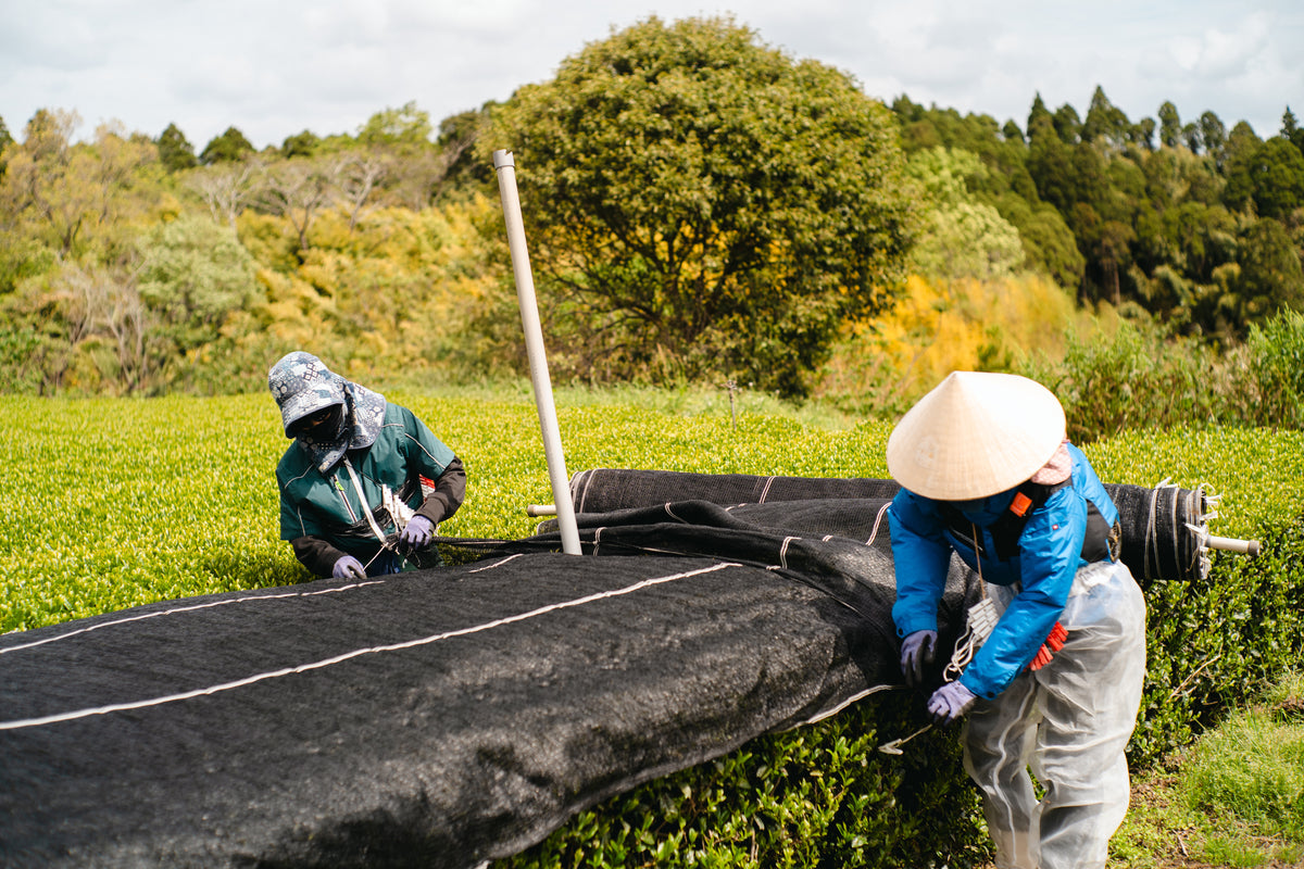 Kagoshima organic matcha — autumn shade cloth work