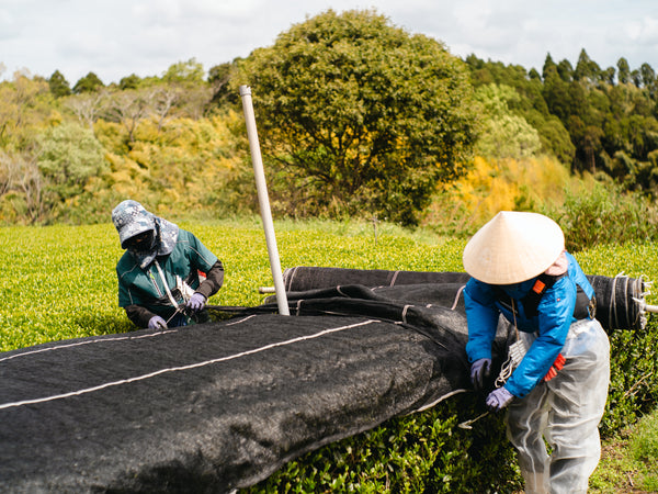 Kagoshima organic matcha — autumn shade cloth work