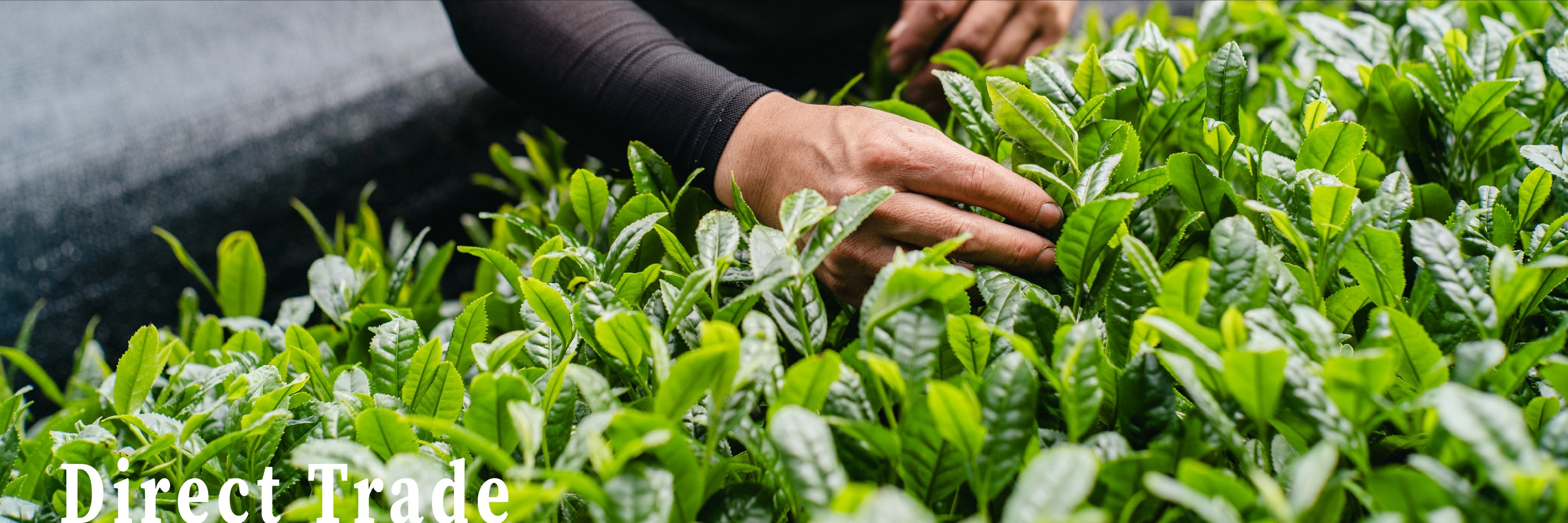 Direct Trade — Hand-picking tea leaves in Shizuoka, Japan