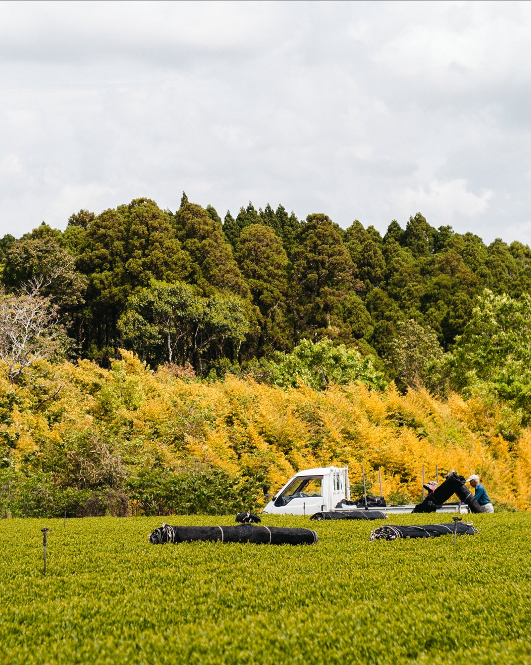 Tea fields in Ashikubo, Shizuoka