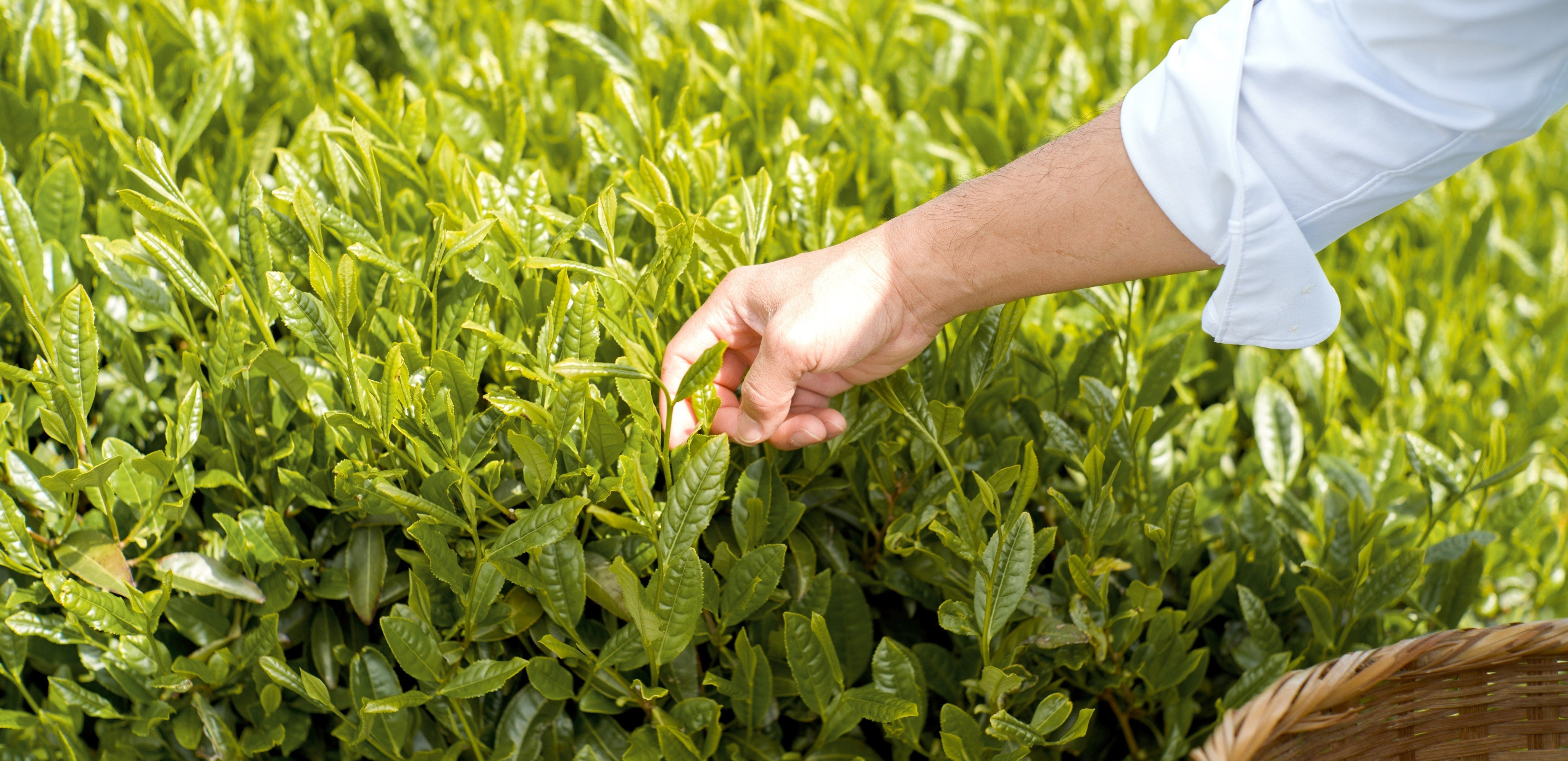 Tea picking — Direct Trade