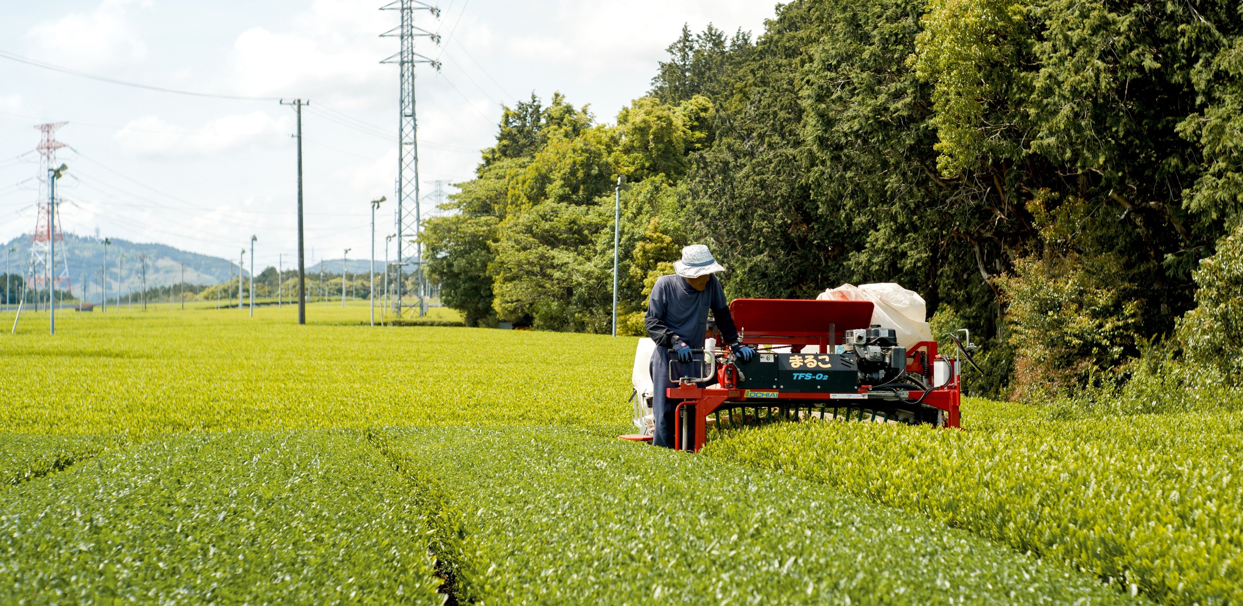 Tea field