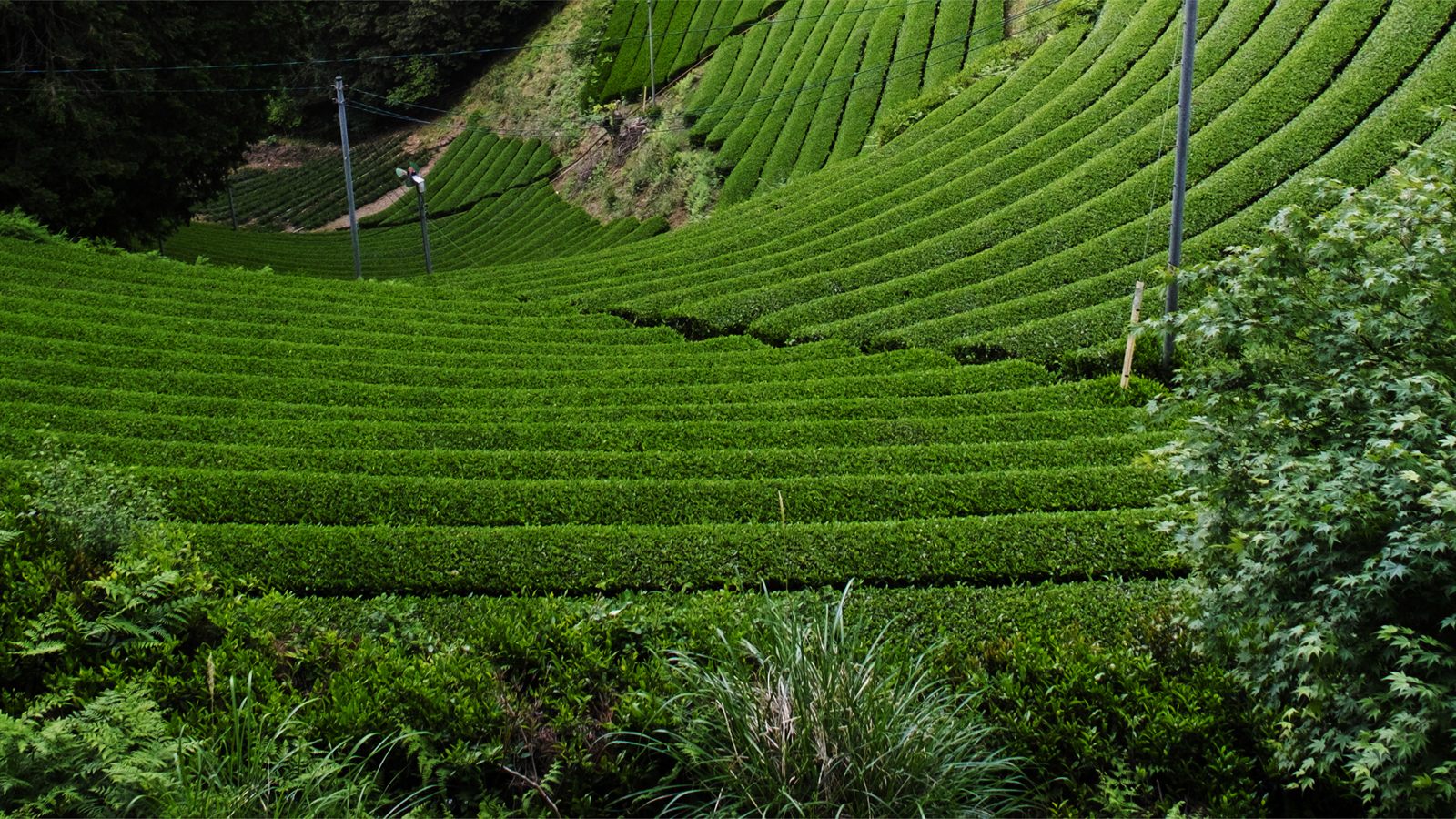 Tea field