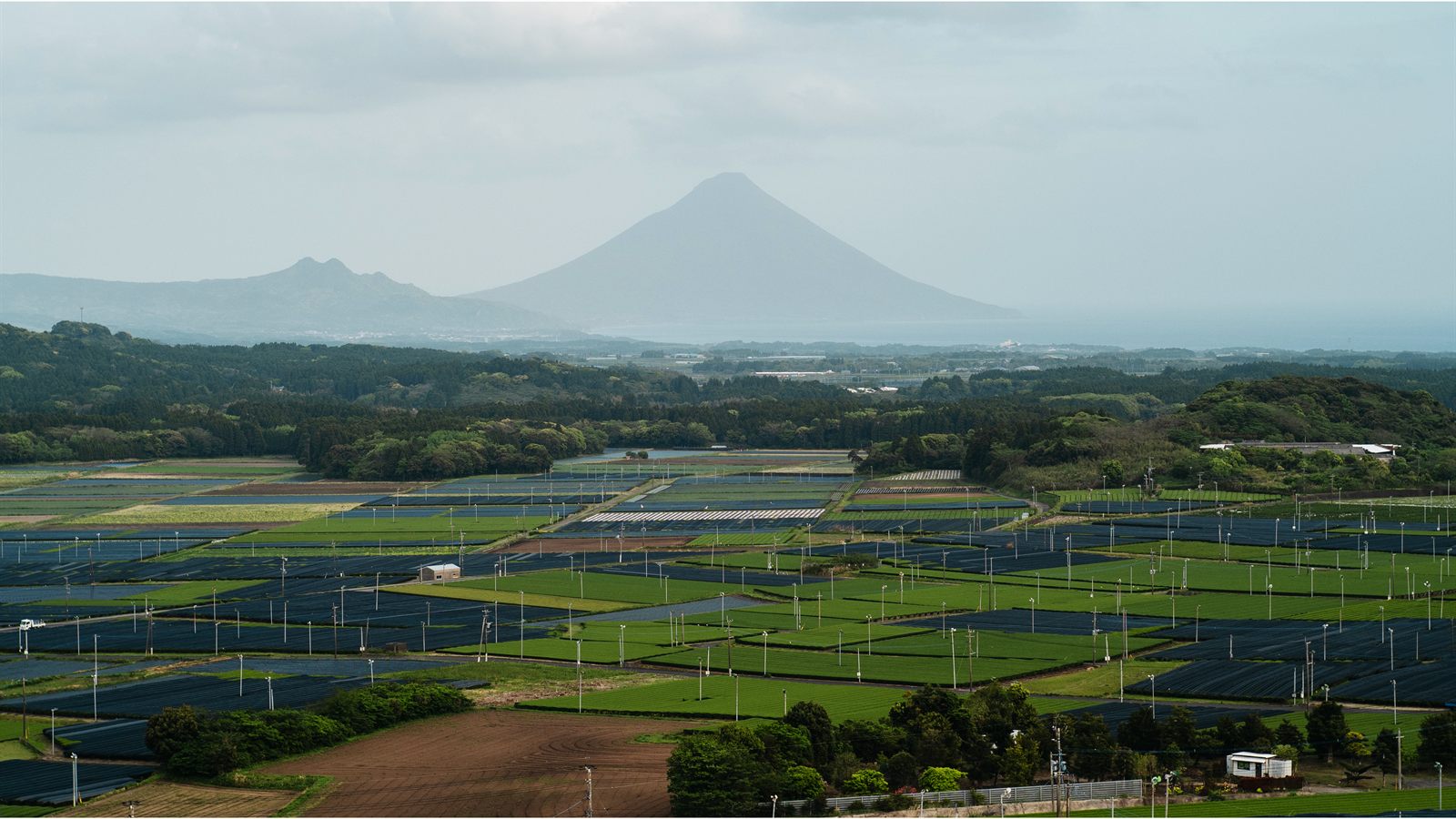 Tea field with Mt. Kaimon