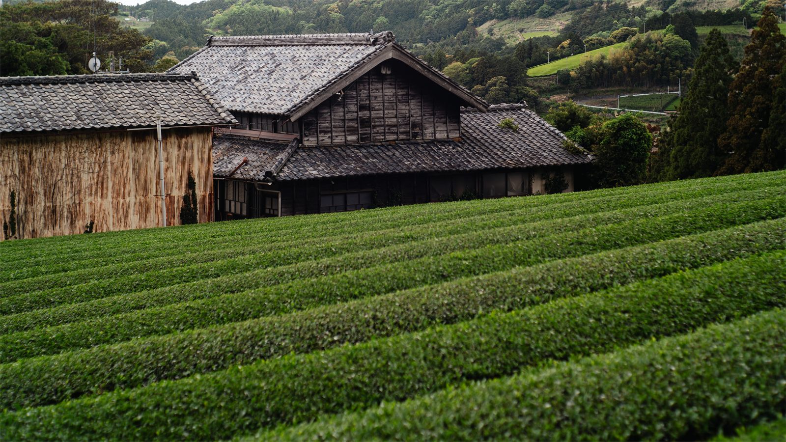 Traditional Japanese farmhouse and tea field