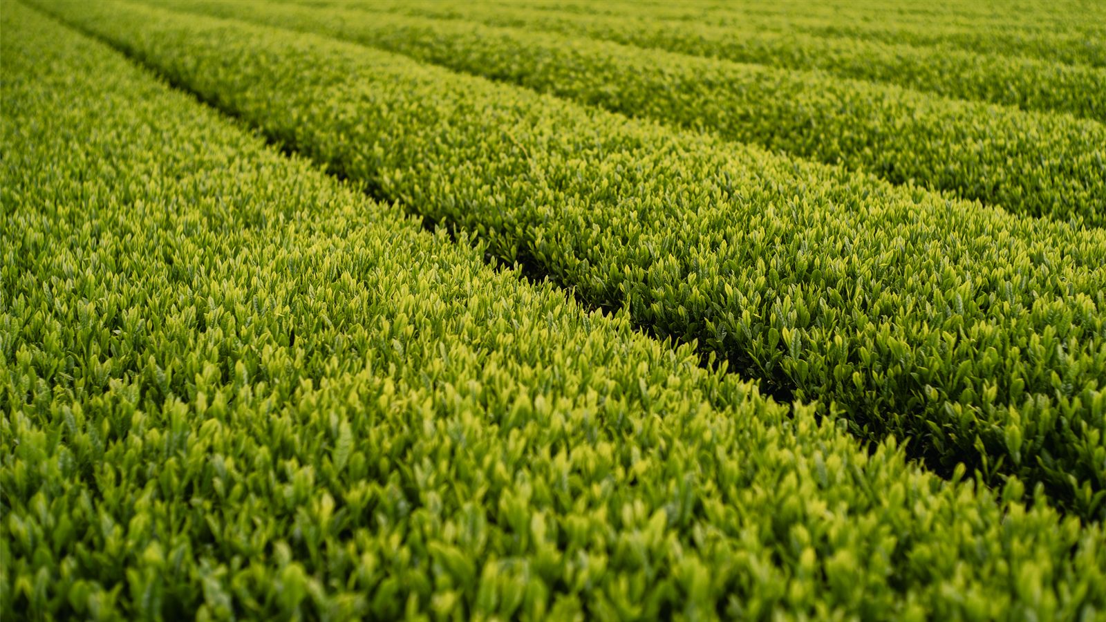 Tea field rows