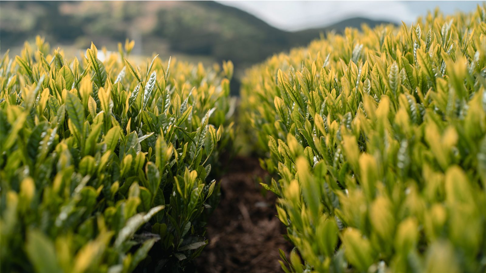 Young tea leaves