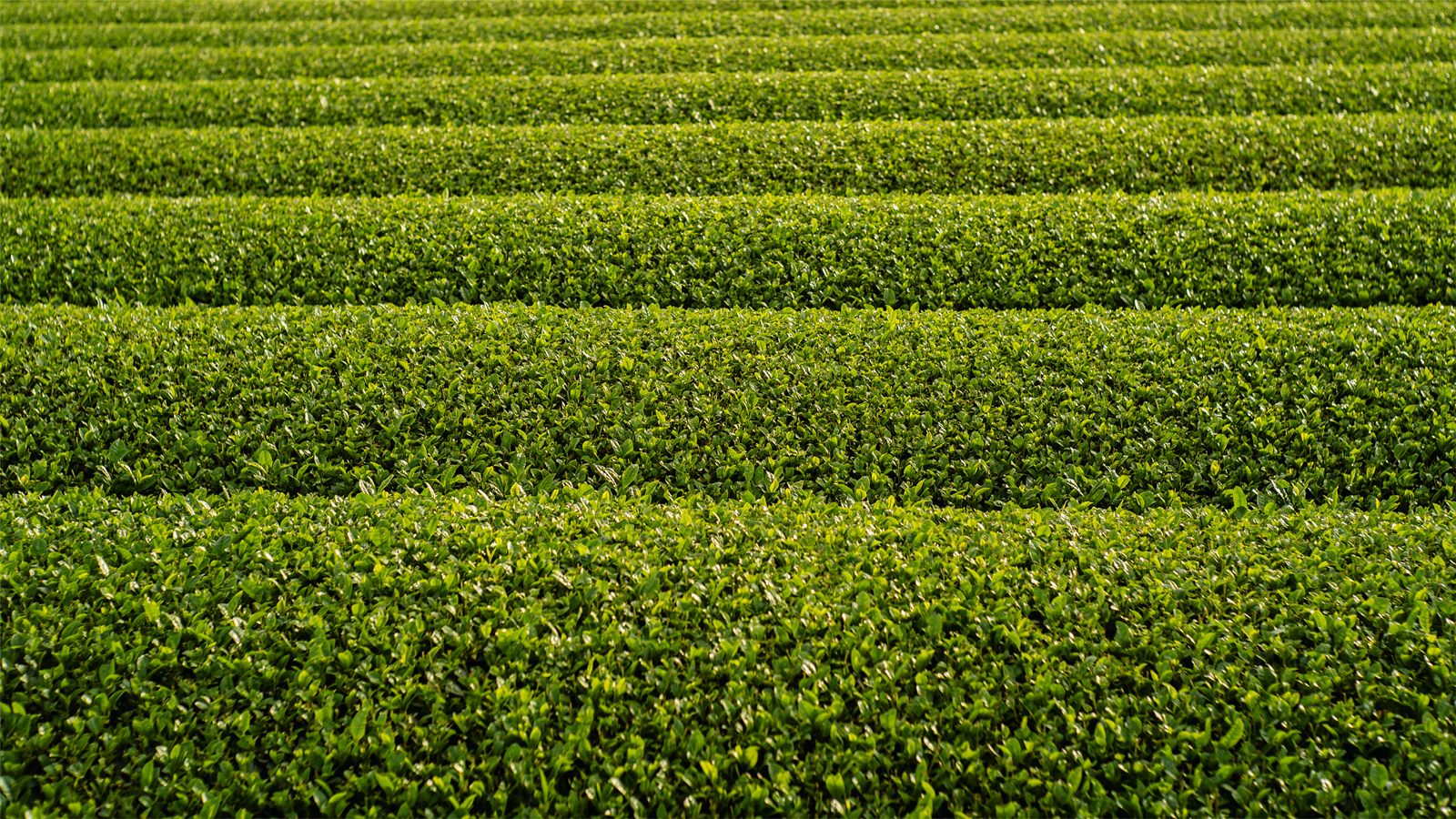 Single origin matcha — tea field rows