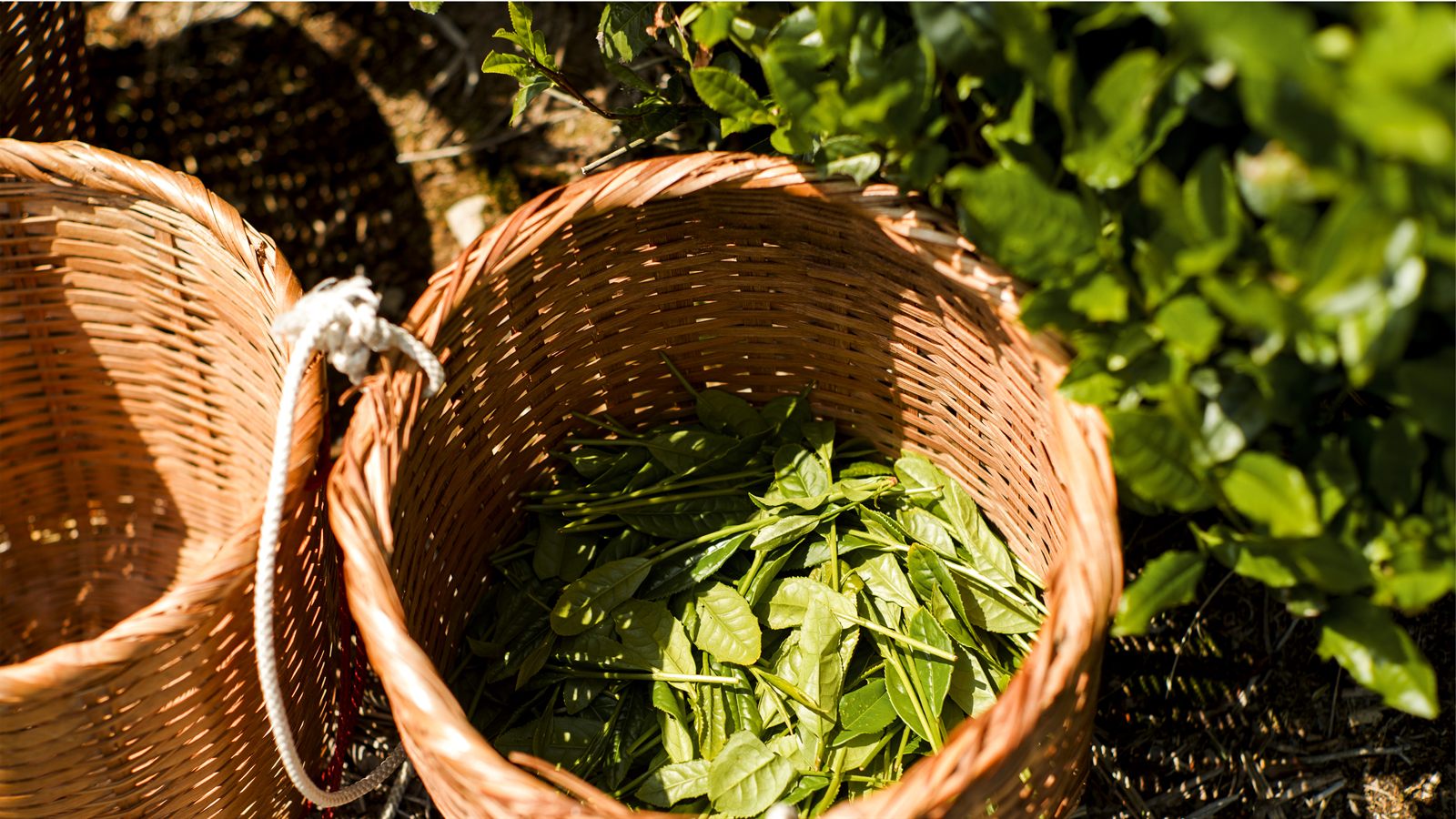 Harvest baskets
