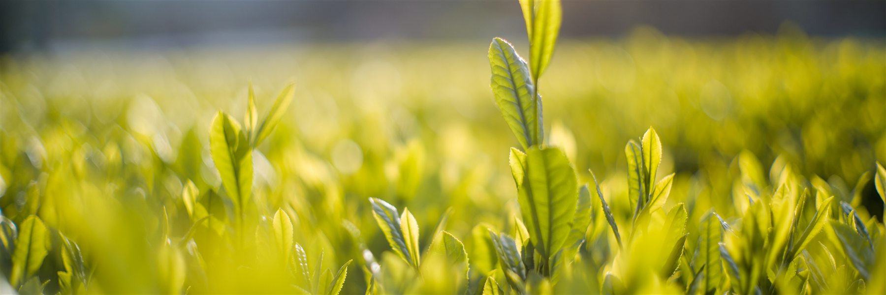 About Us — Tea field