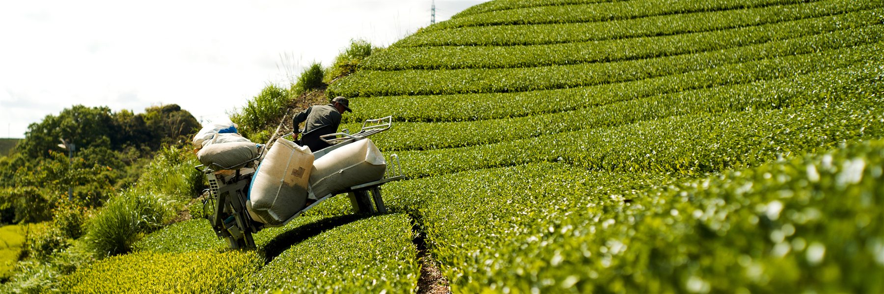 Direct Trade — Tea farmer carrying harvest in Japan